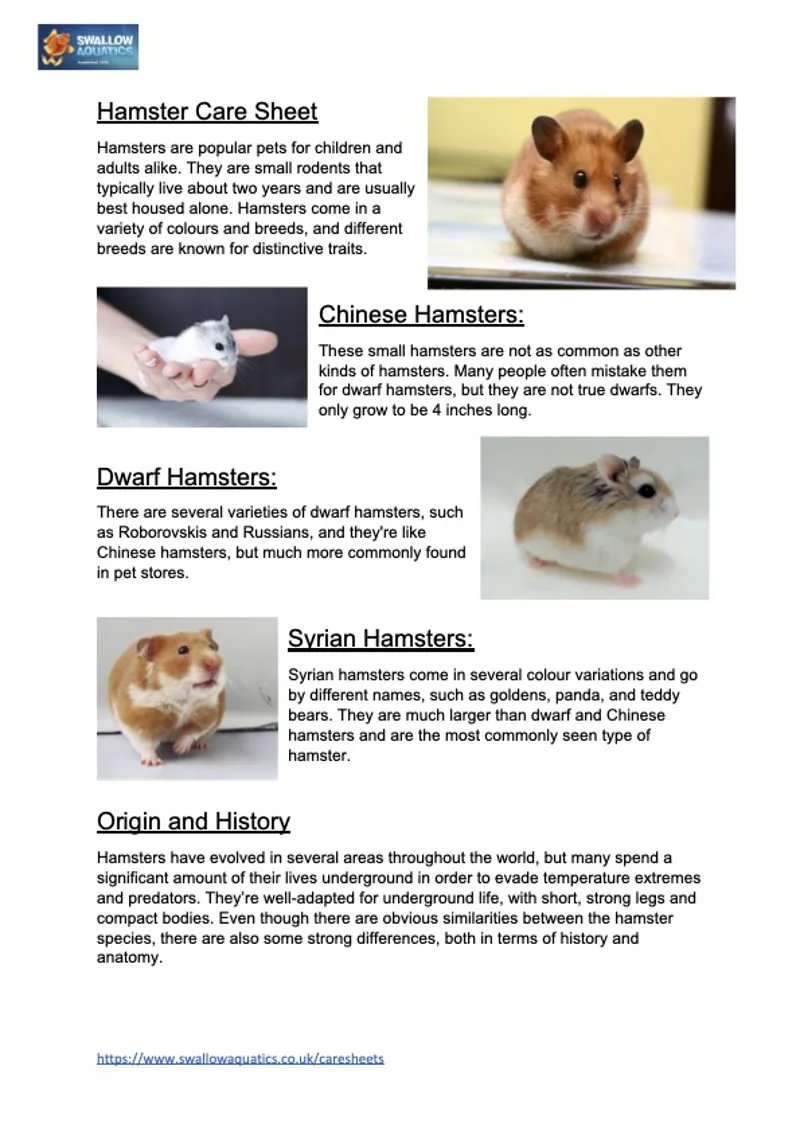 How to Care for a Pet Campbell's Dwarf Hamster